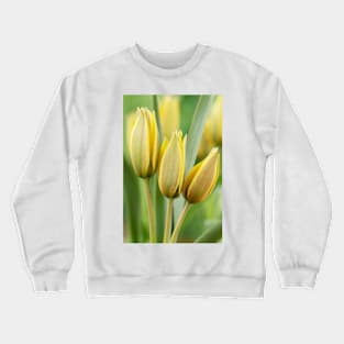 Tulipa urumiensis  Iran tulip  Miscellaneous Group Tulip Crewneck Sweatshirt